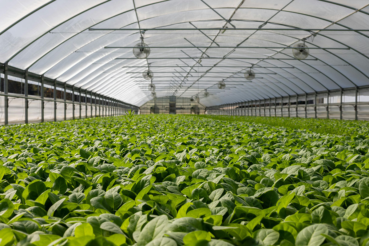 Varro Bio Agriculture Greenhouse Image