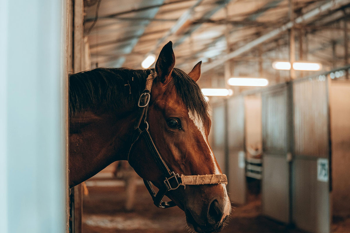 Varro Bio Agriculture Horse Stable Equine Image